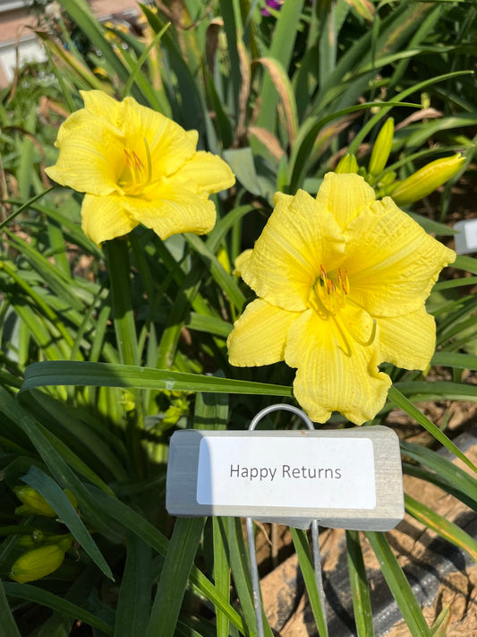 Happy Returns (Re)