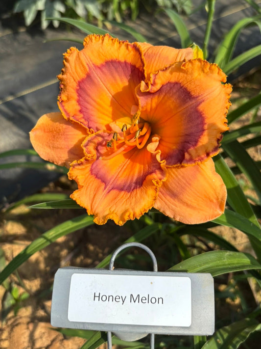 Honey Melon (Re)