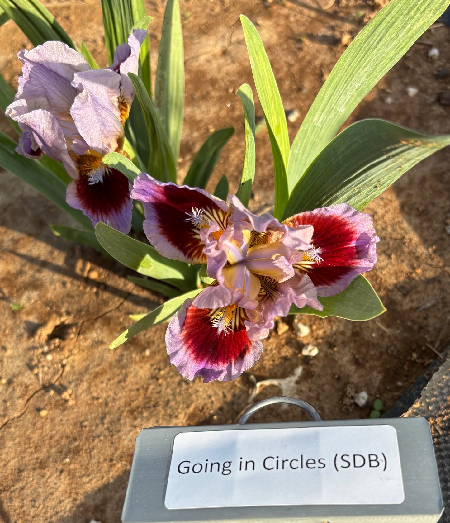 Going in Circles