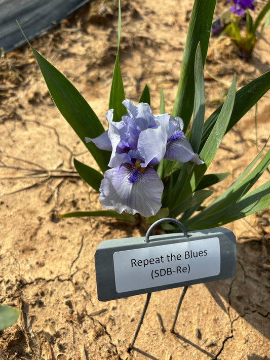 Repeat the Blues (Re)