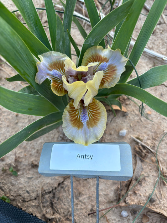 Antsy