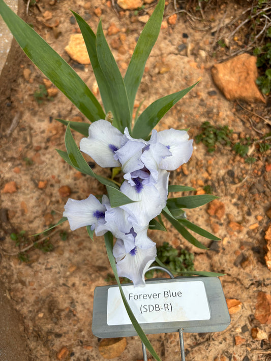 Forever Blue (Re)
