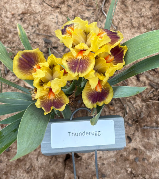 Thunderegg