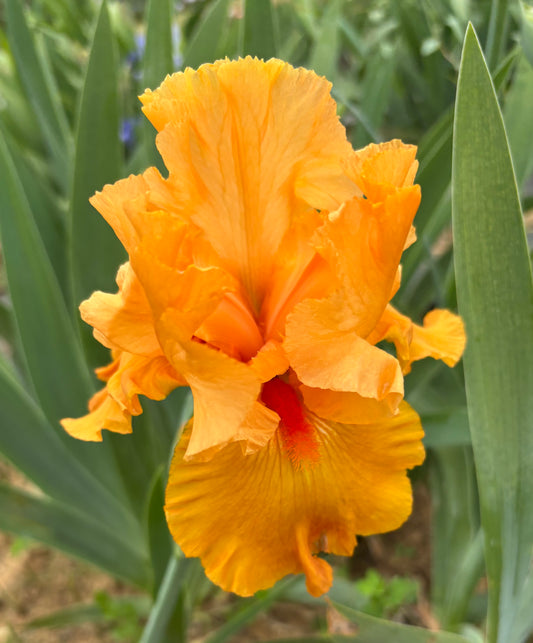 Luck of the Iris