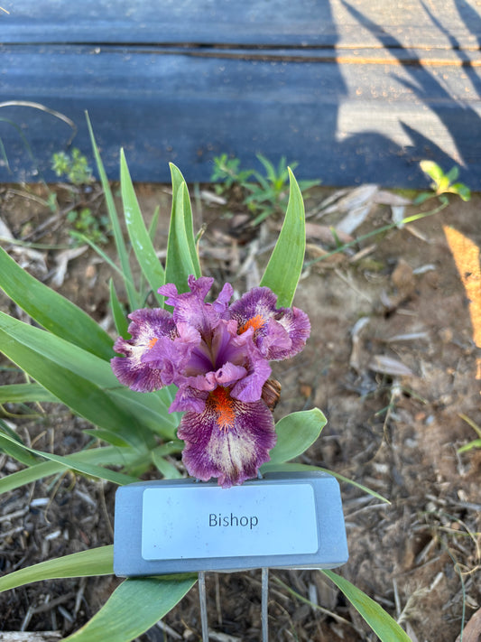 Bishop