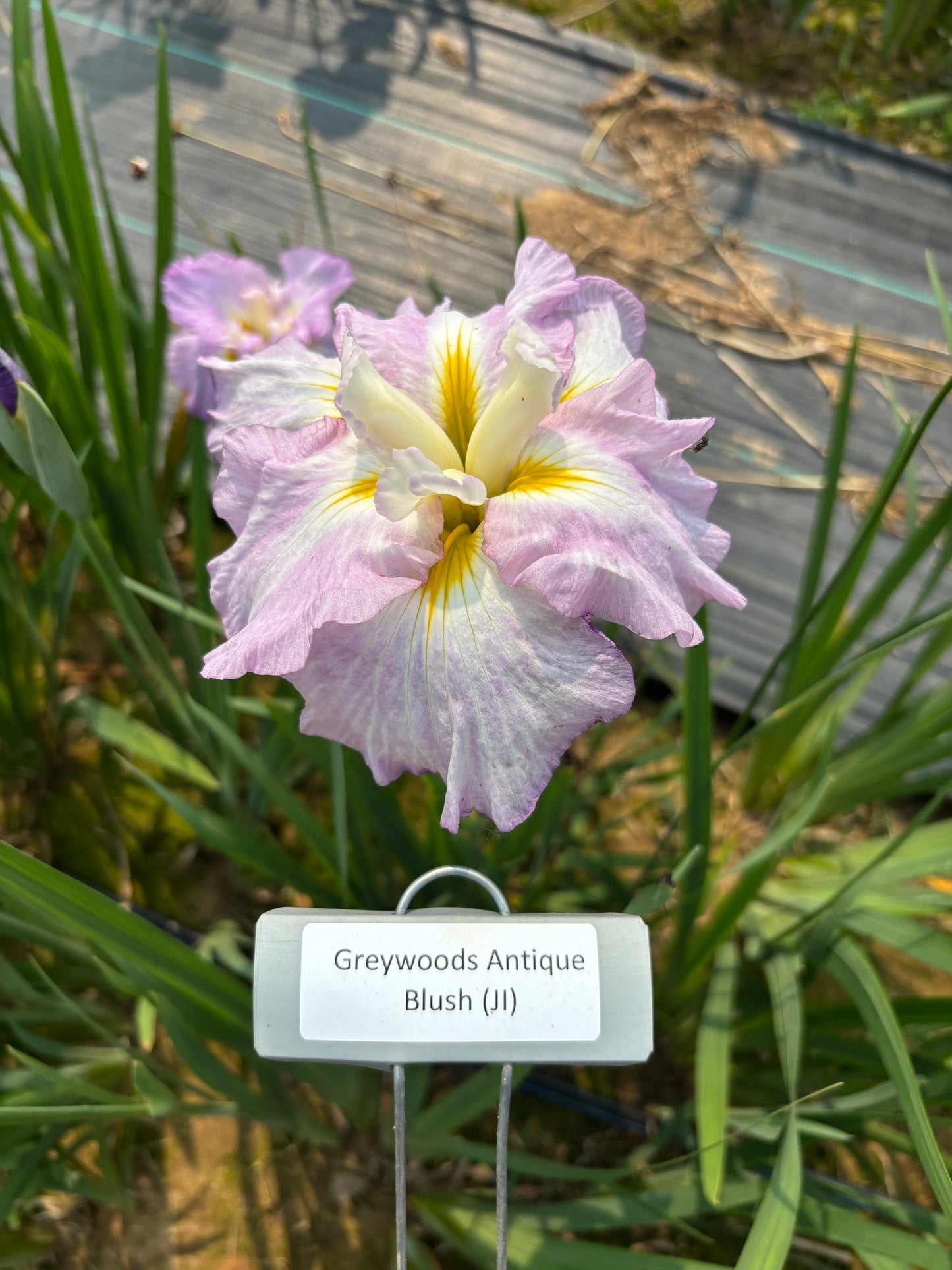 Greywoods Antique Blush