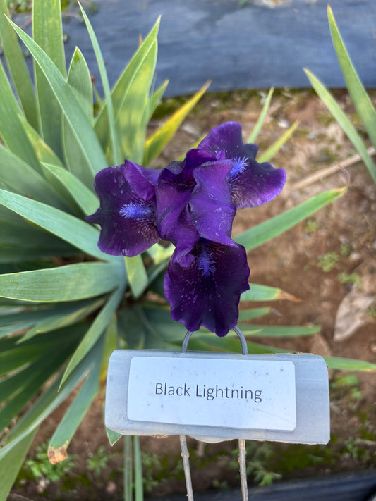 Black Lightning