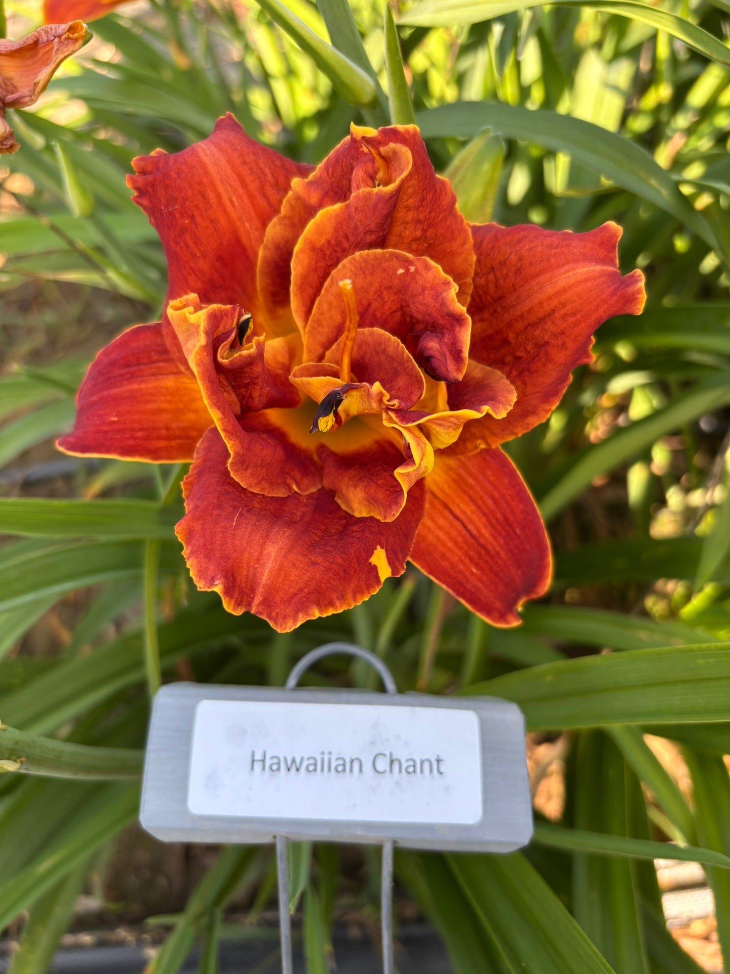 Hawaiian Chant (Re)