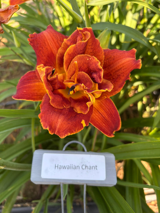 Hawaiian Chant (Re)