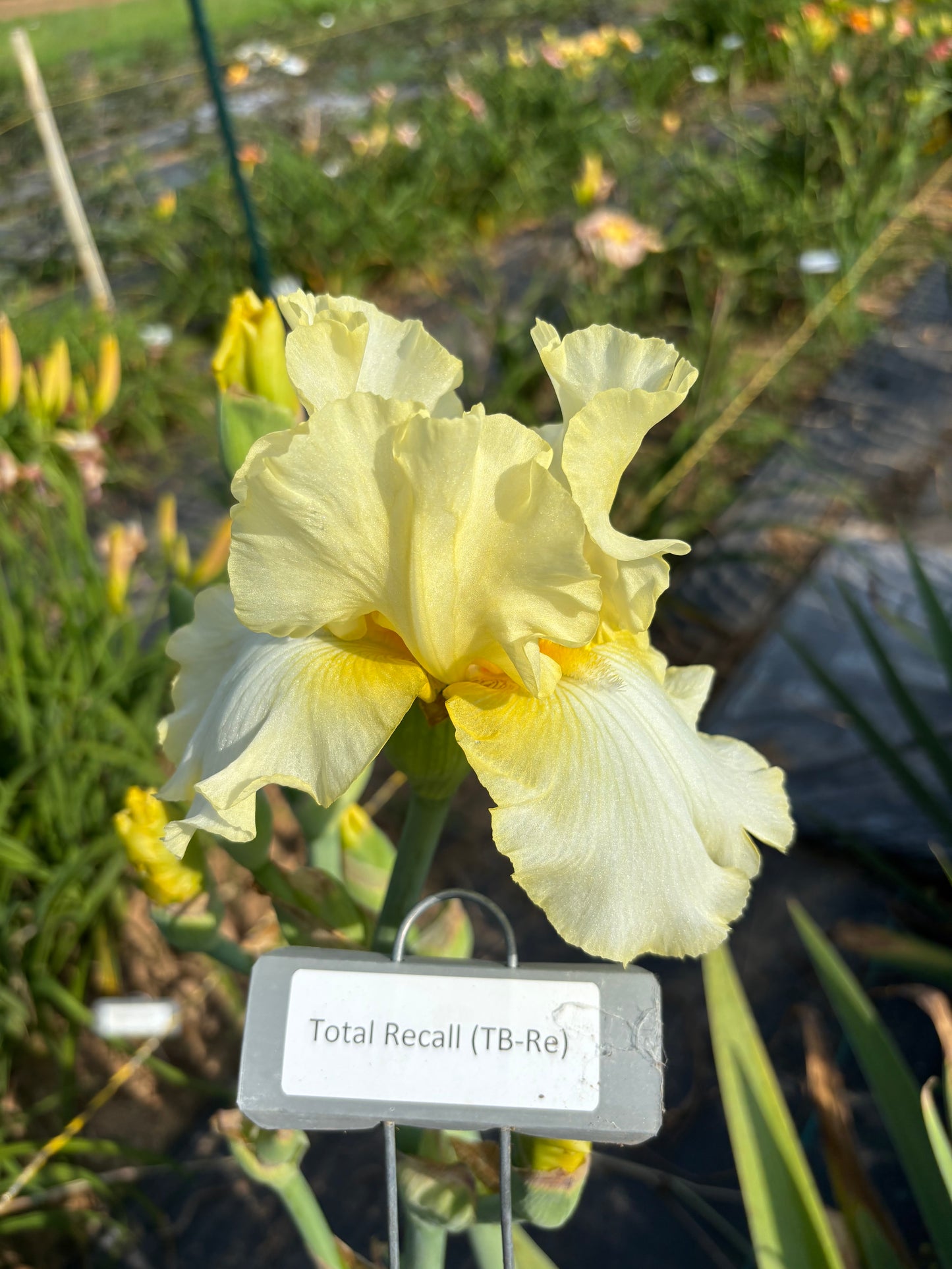 Total Recall (Re)