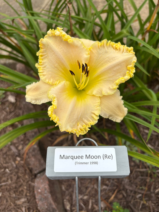Marquee Moon