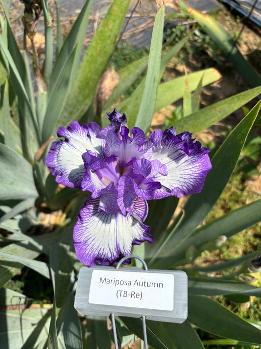Mariposa Autumn (Re)