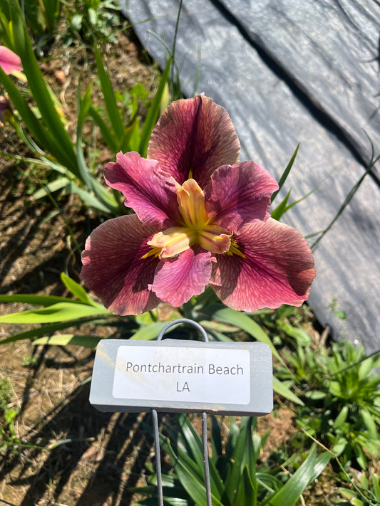 Pontchartrain Beach