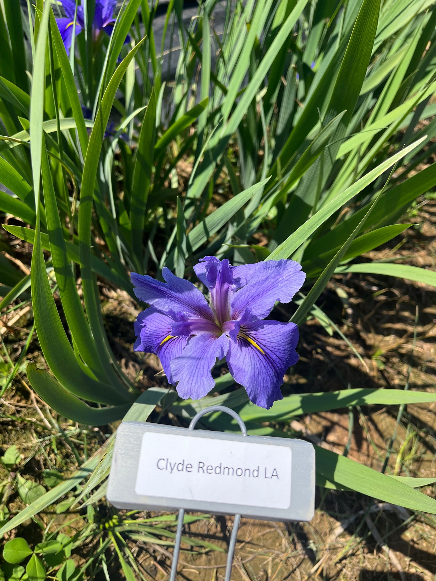Clyde Redmond