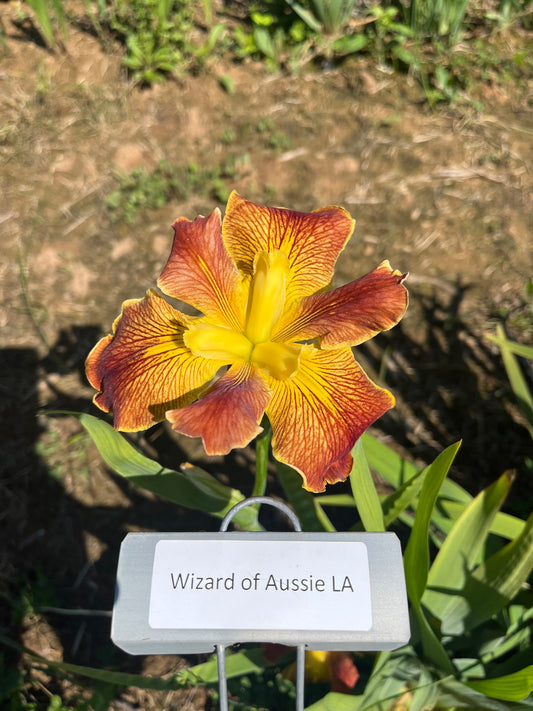 Wizard of Aussie