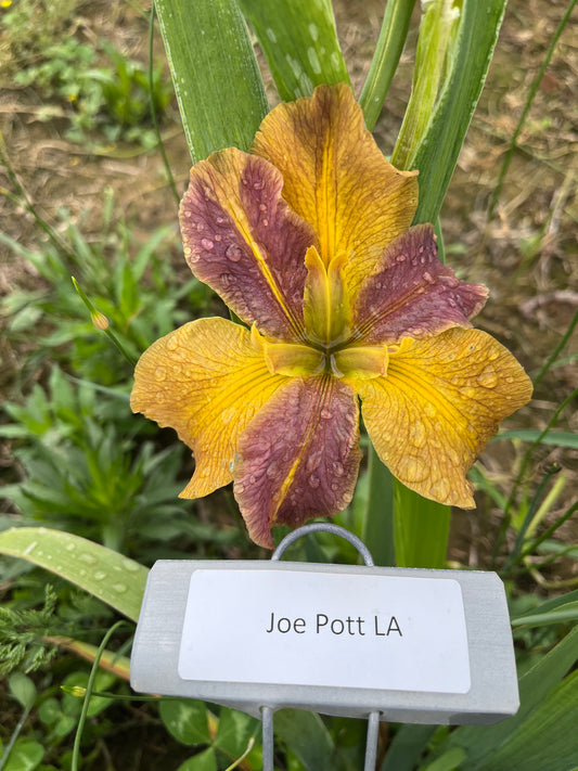 Joe Pott