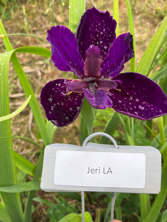 Jeri