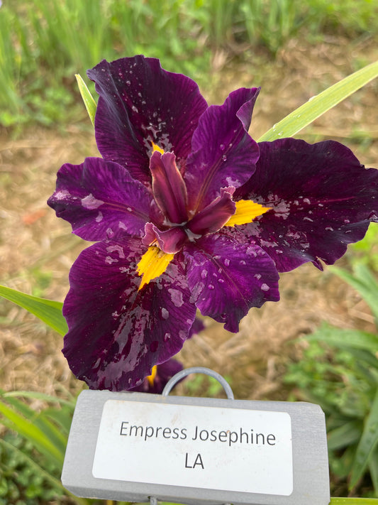 Empress Josephine