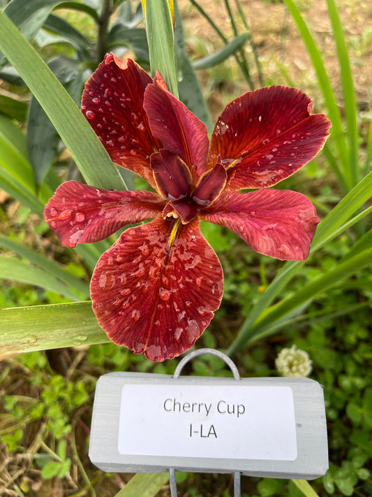 Cherry Cup