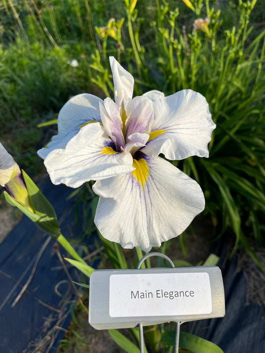 Main Elegance