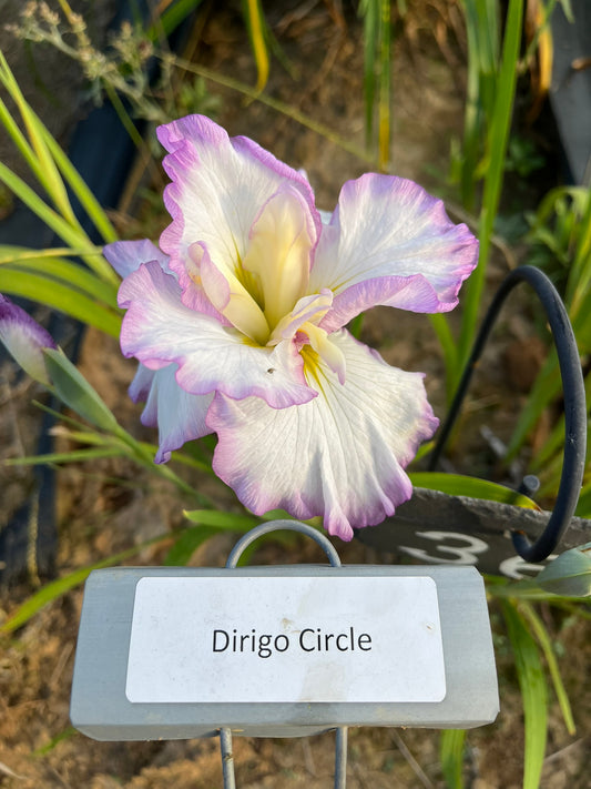 Dirigo Circle Pink