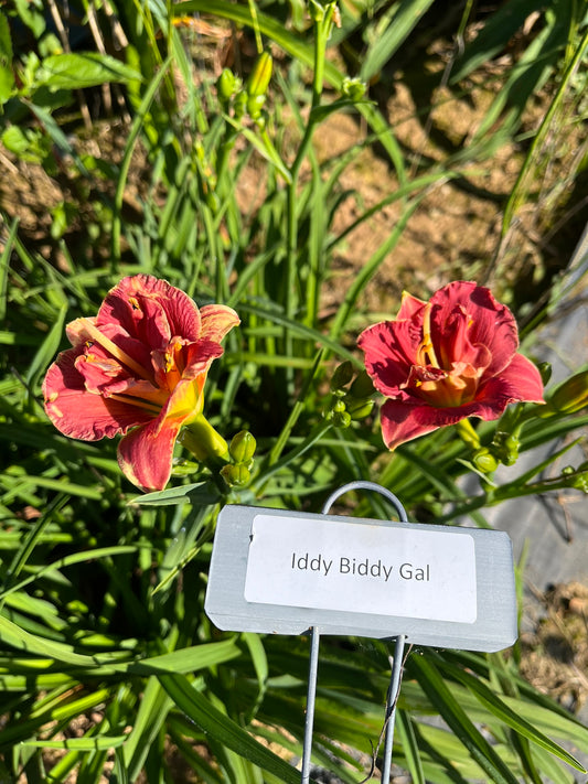 Iddy Biddy Gal (Re)