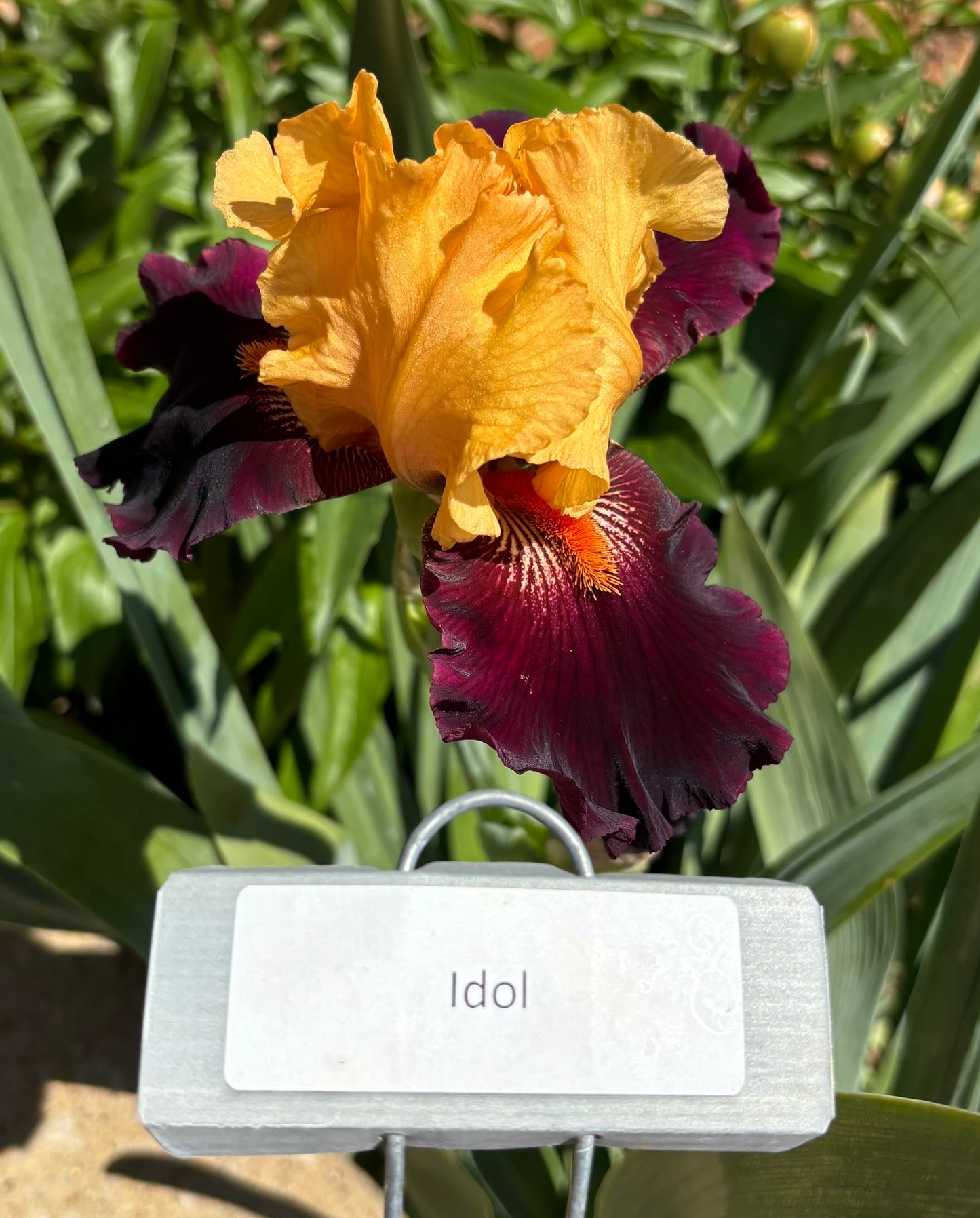 Idol