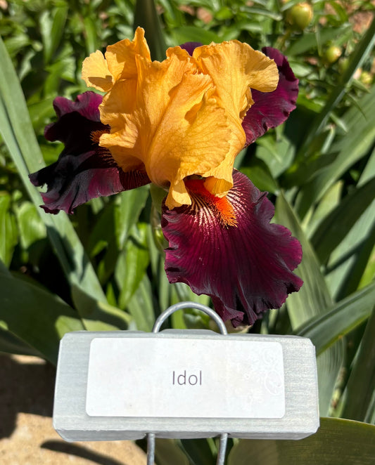 Idol