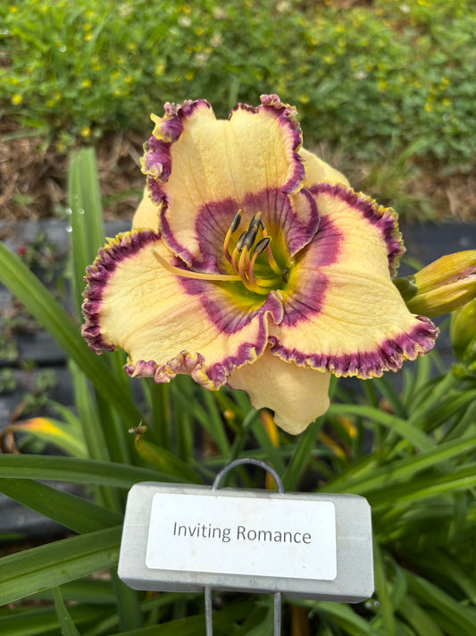 Inviting Romance (Re)