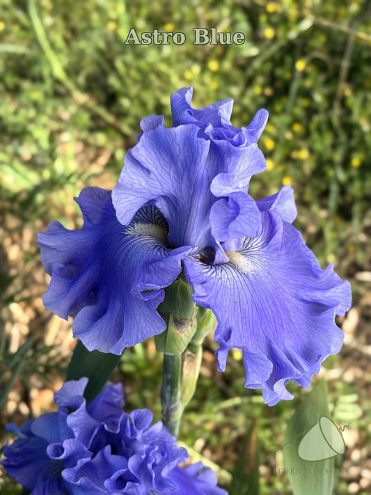 Astro Blue