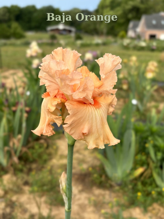 Baja Orange