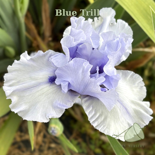 Blue Trill
