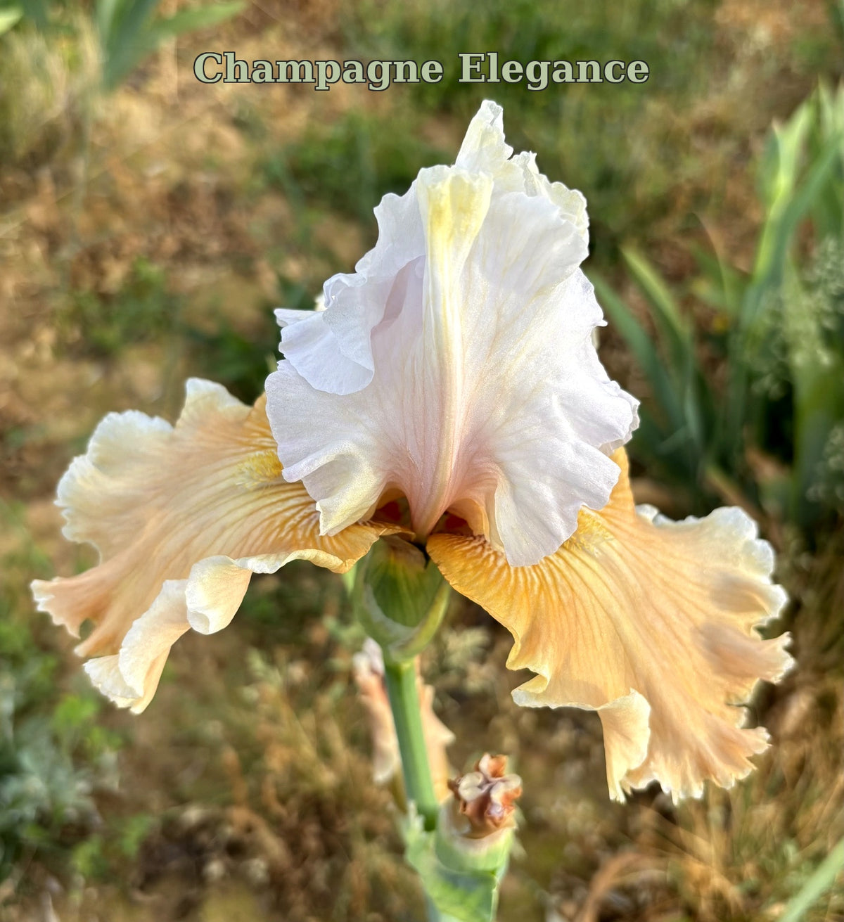 Champagne Elegance (Re)
