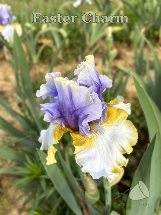 Easter Charm