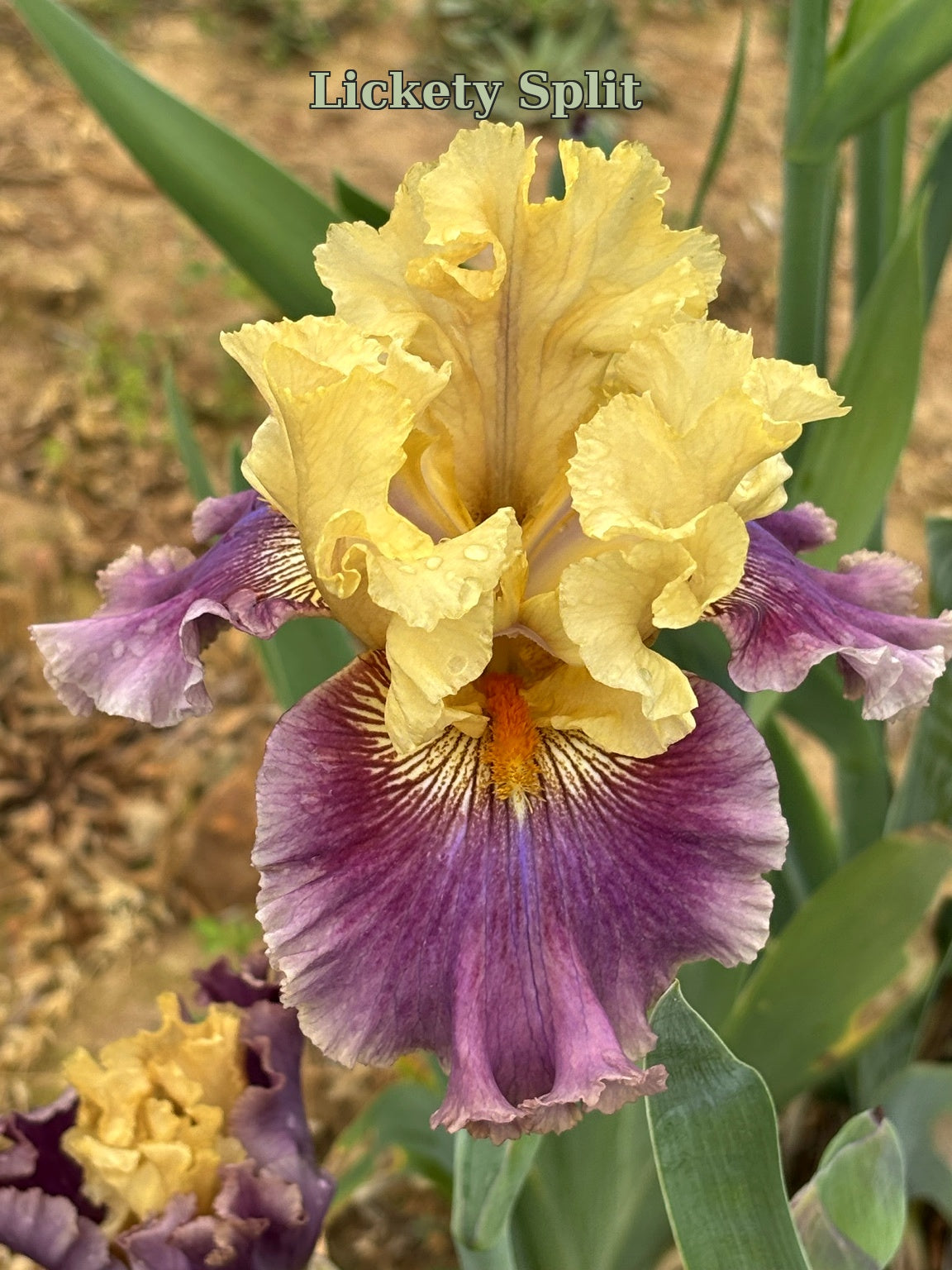 Lickety Split