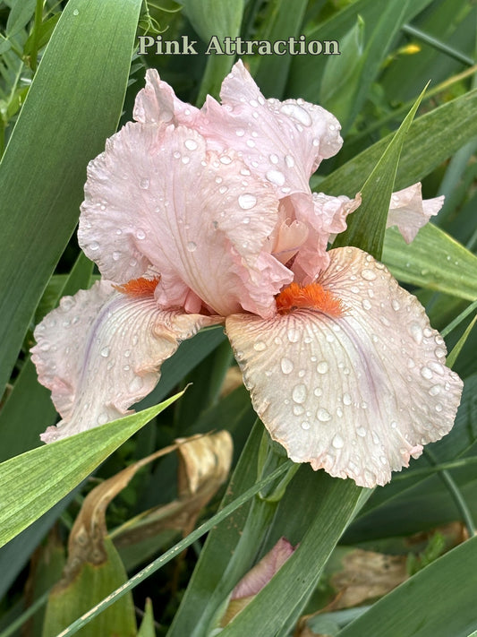 Pink Attraction (Re)