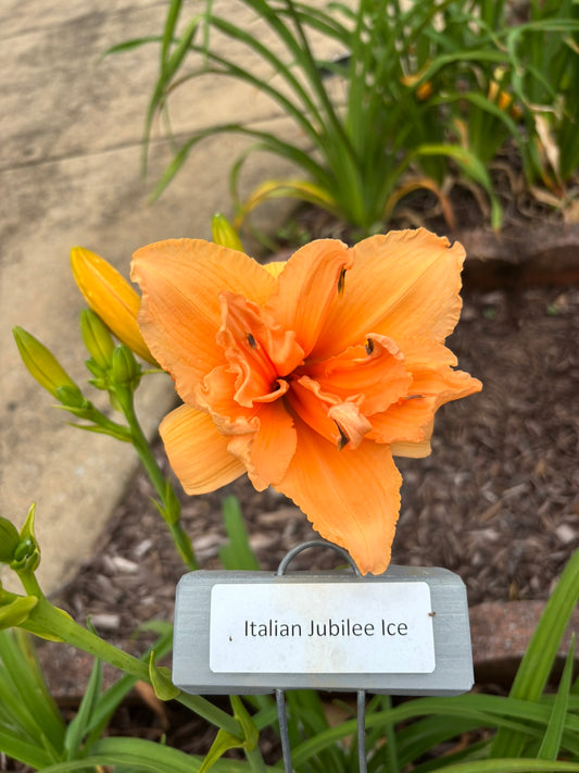 Italian Jubilee Ice