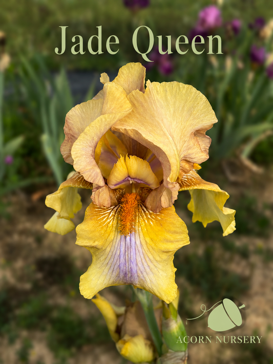 Jade Queen