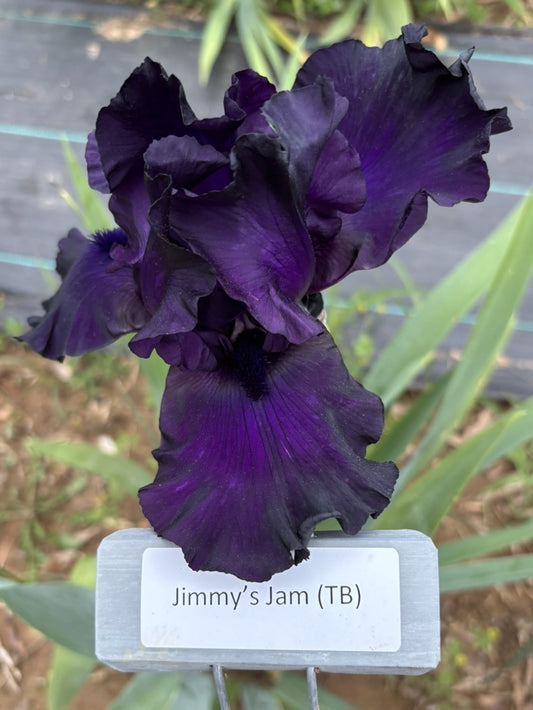 Jimmy's Jam