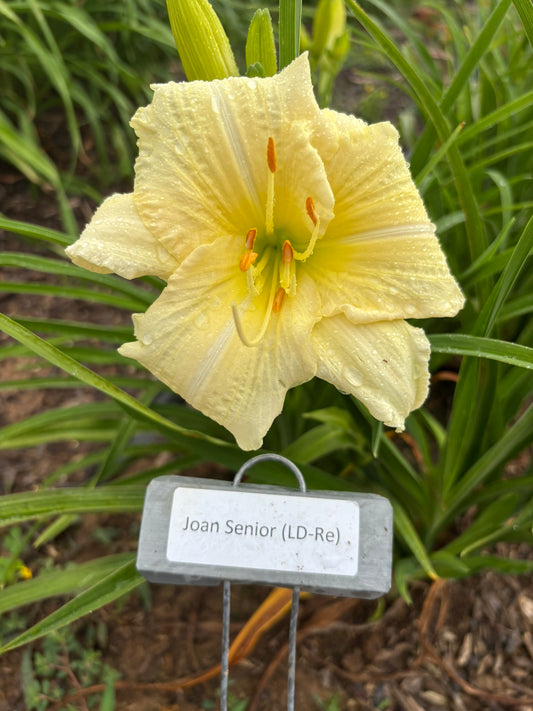 Joan Senior (Re)