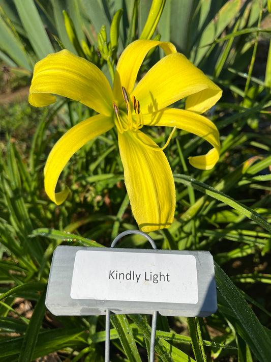 Kindly Light