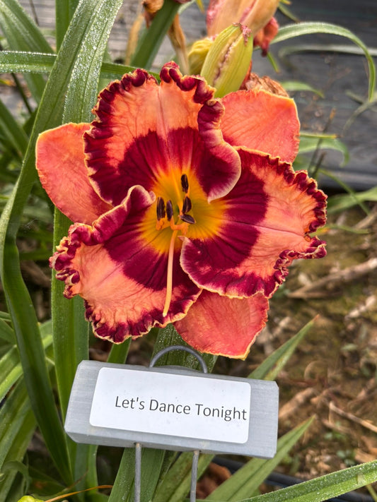 Let's Dance Tonight (Re)