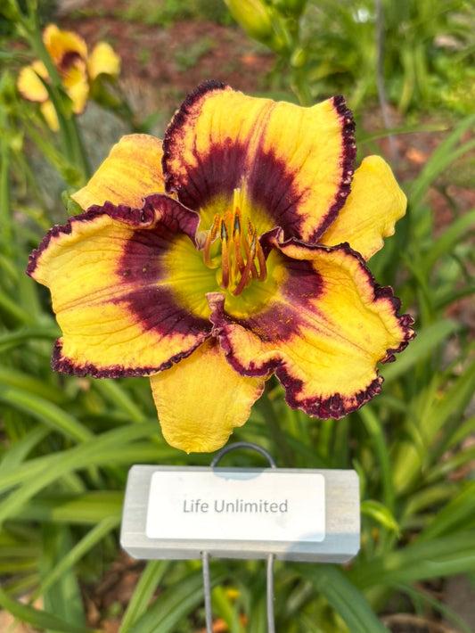 Life Unlimited (Re)