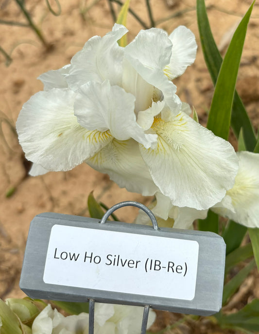 Low Ho Silver (Re)