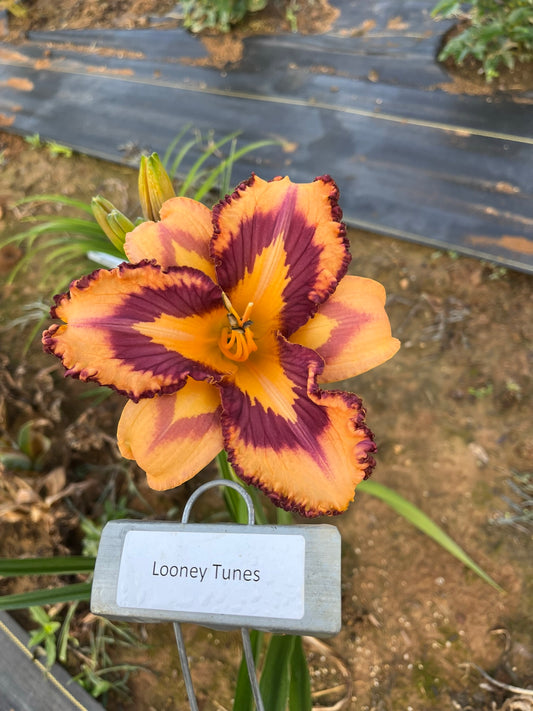 Looney Tunes (Re)