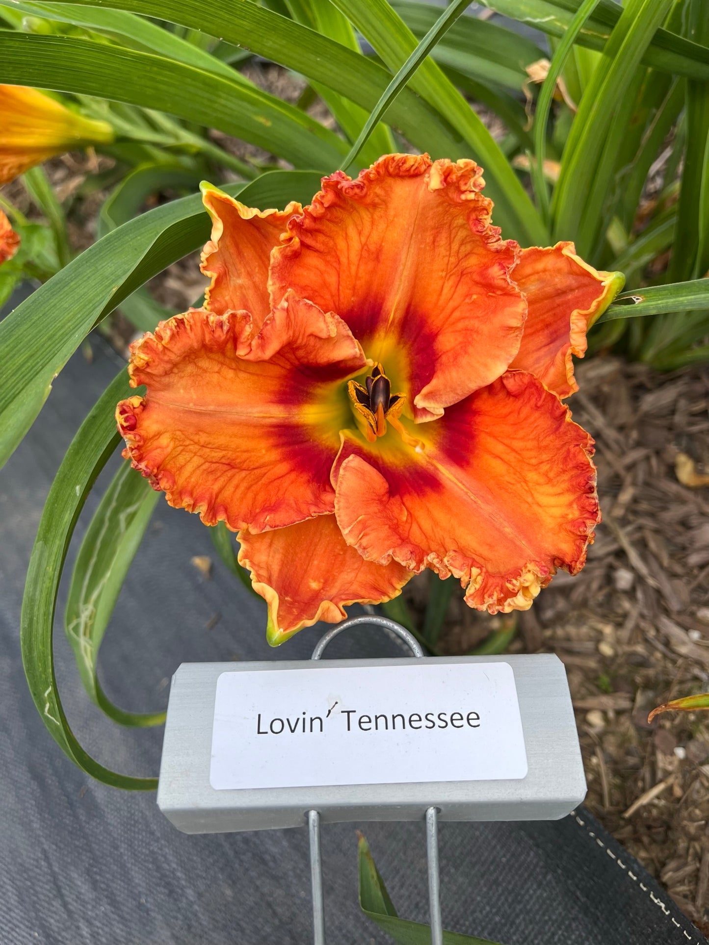 Lovin' Tennessee (Re)