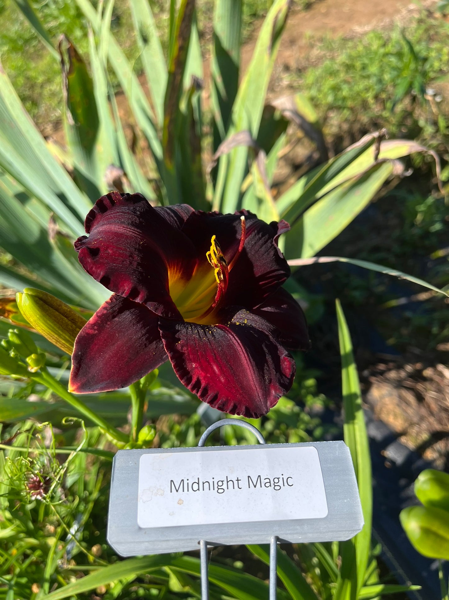 Midnight Magic