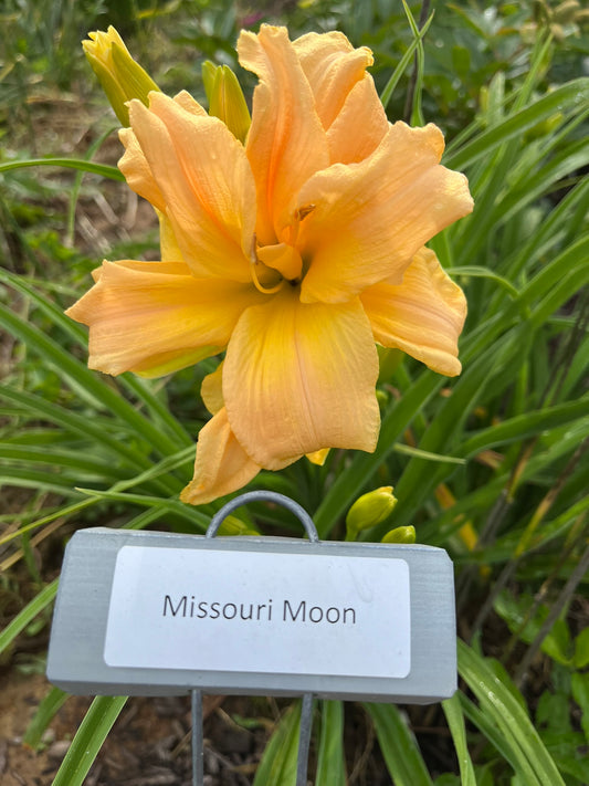 Missouri Moon (Re)