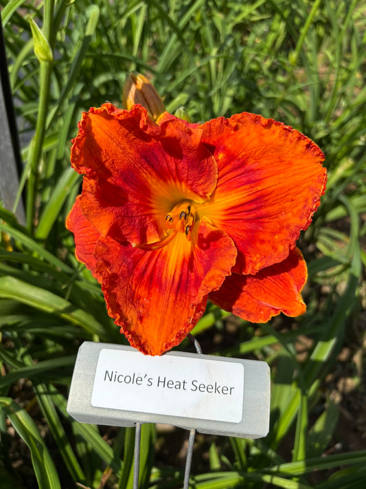 Nicole's Heat Seeker (Re)