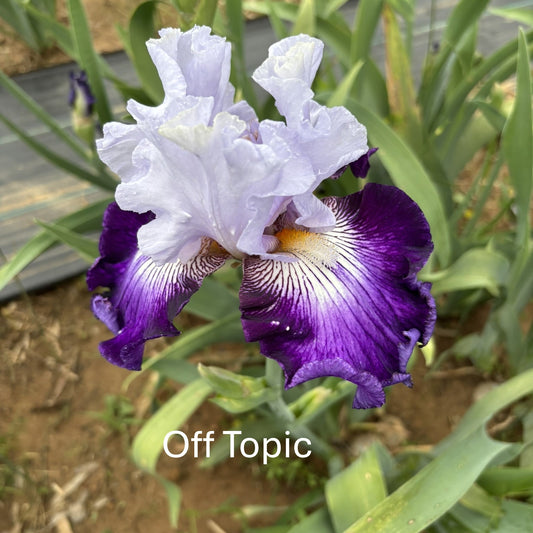 Off Topic